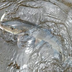 琵琶湖流入河川で和製ボーンフィッシュと戯れる